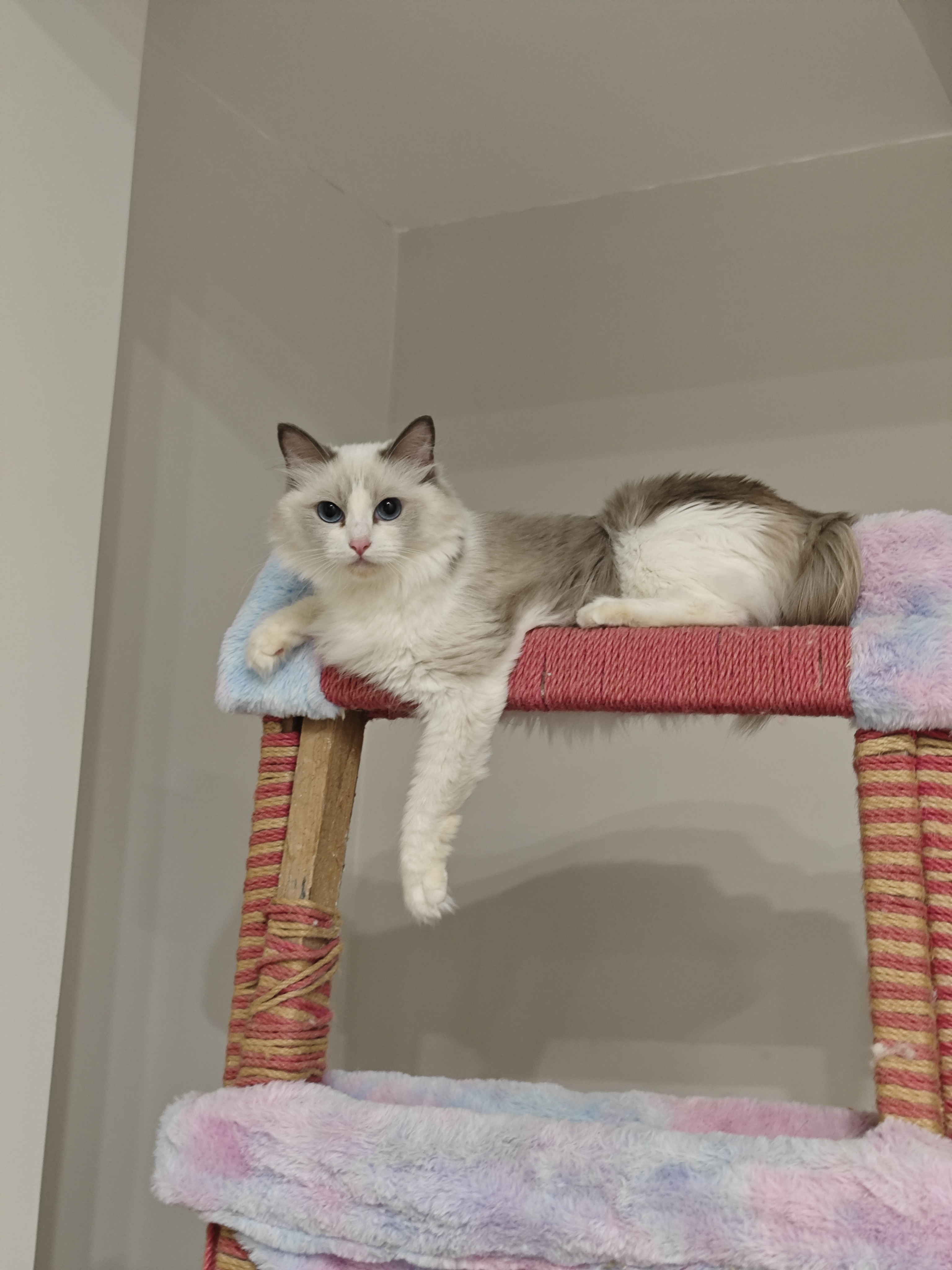 蓝双布偶猫妹妹